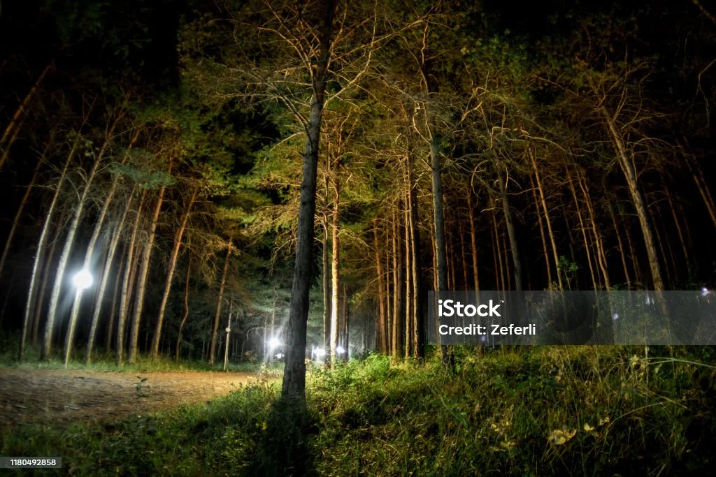 Hutan Pinus Watu: Misteri Cahaya Putih